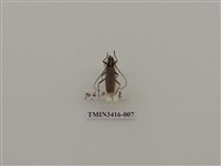 藏品(一色深山天牛)的圖片